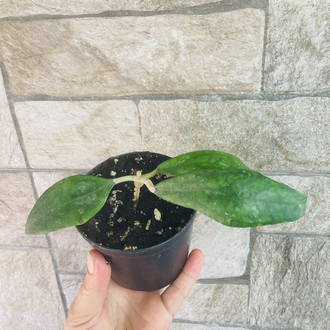 Hoya sp germany