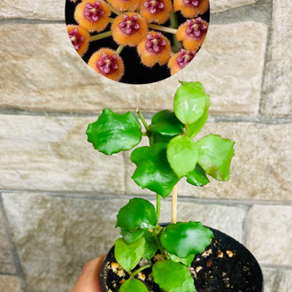 Hoya endauensis
