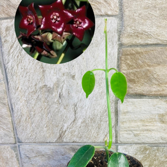 Hoya sussuela 