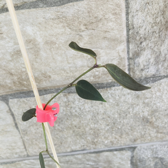 Hoya carii