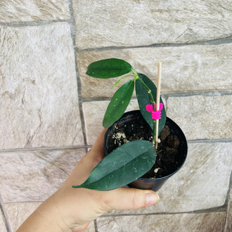 Hoya campanulata yellow 