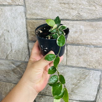 Hoya lacunosa asami 