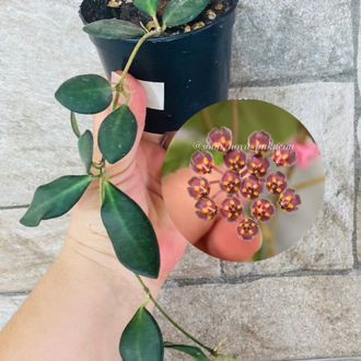 Hoya burtoniae
