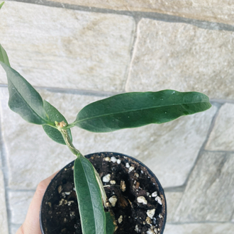 Hoya amriata 