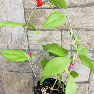 Hoya cutis porcelana 