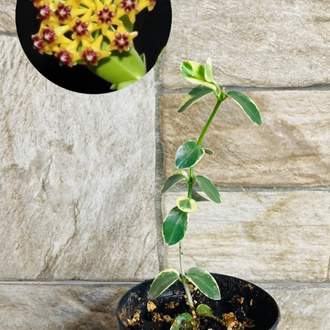 Hoya cummingiana variegate