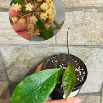 Hoya Finlaysonii chicken farm 