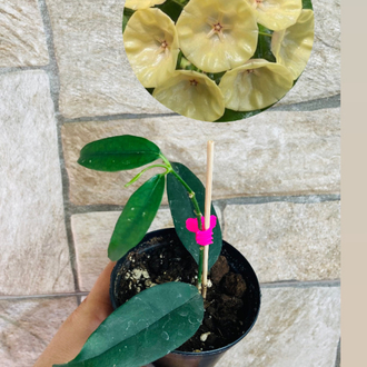 Hoya campanulata yellow 