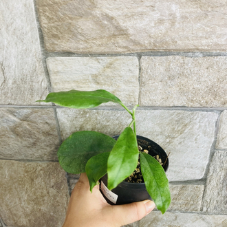 Hoya albiflora