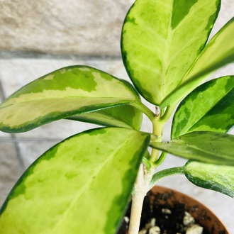 Hoya australis lisa 