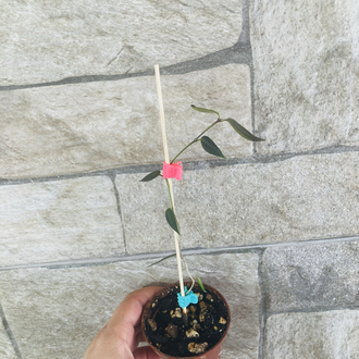 Hoya carii