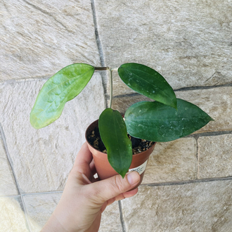 Hoya purpureofusca 