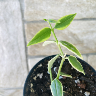 Hoya bella variegate