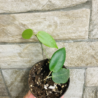 Hoya inflata 