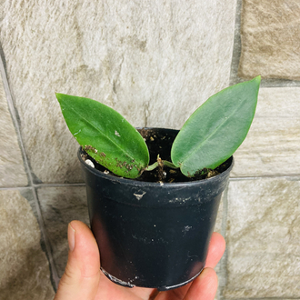 Hoya inflata