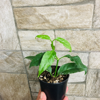 Hoya solokensis 