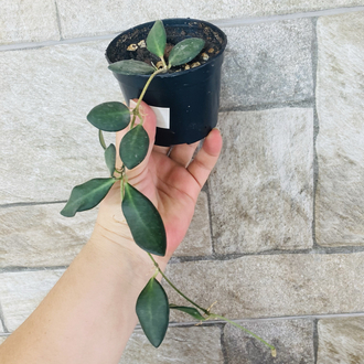 Hoya burtoniae