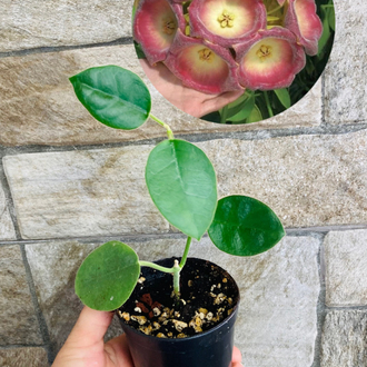 Hoya lautarbahii