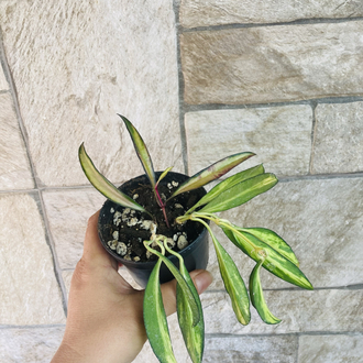 Hoya wayetii tricolar