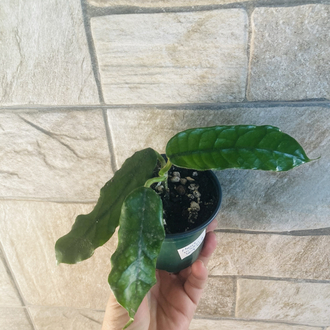 Hoya villosa long leaf