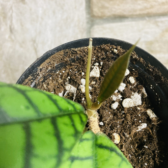 Hoya callistophylla cal 16