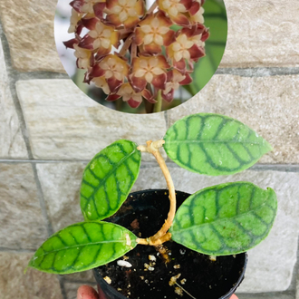 Hoya callistophylla 