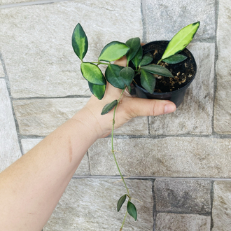 Hoya de -70 variegate