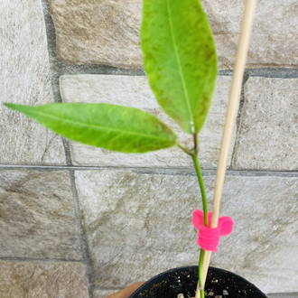 Hoya ut 030