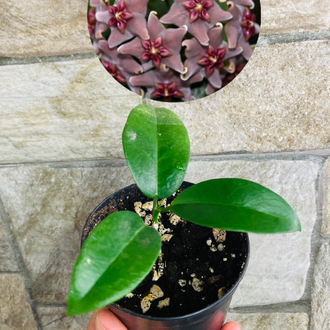 Hoya vitiensis 