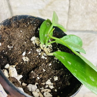 Hoya neo ebudica 