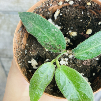 Hoya patella pink 