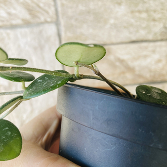 Hoya mathilde 