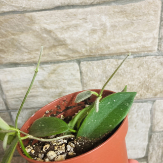 Hoya thomsonii white