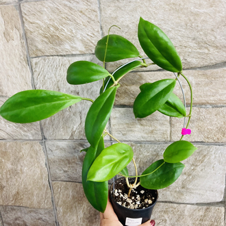 Hoya incarssata
