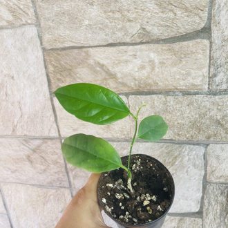 Hoya alagensis 