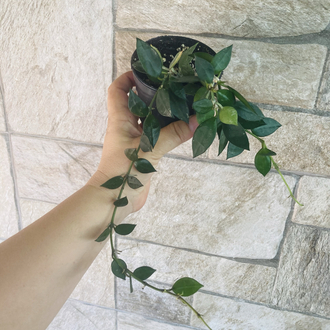 Hoya lacunosa