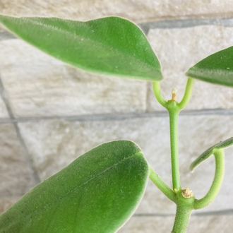 Hoya gigas