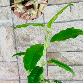 Hoya imperialis palawan