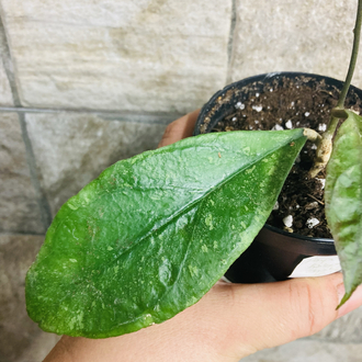 Hoya Finlaysonii chicken farm 