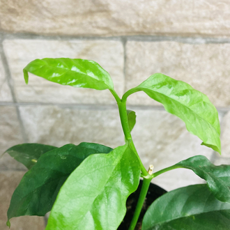 Hoya solokensis 