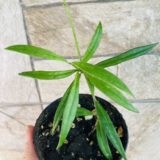 Hoya Pauciflora
