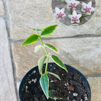 Hoya bella variegate