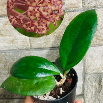Hoya puom siam ruby