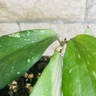Hoya erythrina kedah peak 