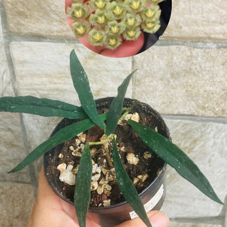 Hoya mirabilis