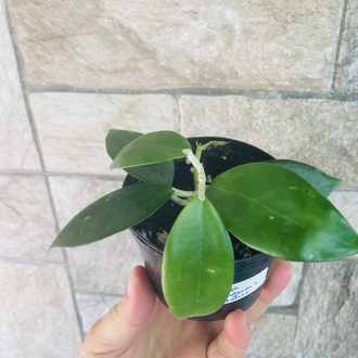 Hoya nicholsoniae x mb0001
