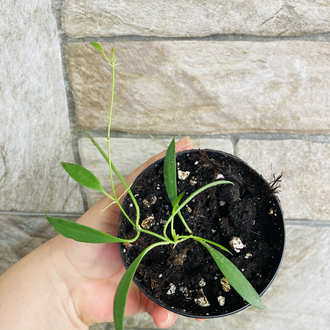 Hoya odetteae x tsangii 