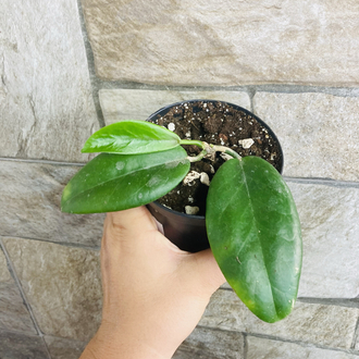 Hoya ut 029