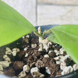 Hoya mindorensis ut 042