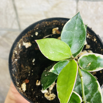 Hoya lacunosa asami 